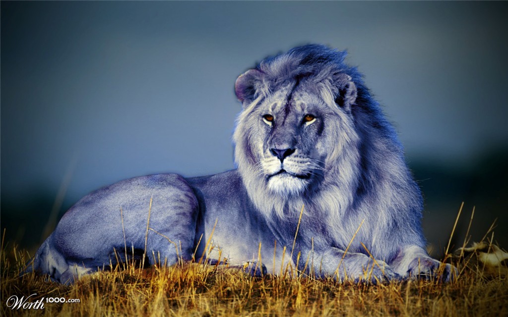 LionAzure