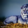 LionAzure