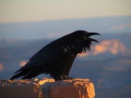 novemcorvus