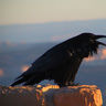 novemcorvus