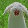 FeralBunny