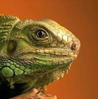 gaminglizard321