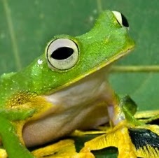 FlyingFrog