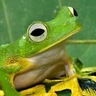 FlyingFrog