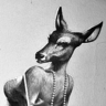 BambiPOLT