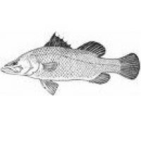 barramundi