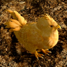 acsylia