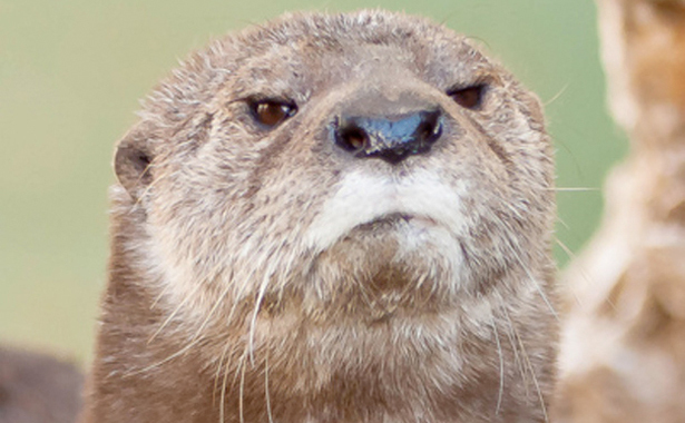 magicotter