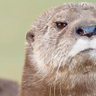 magicotter