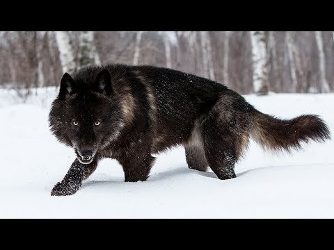 Omniwolf