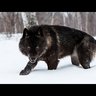 Omniwolf