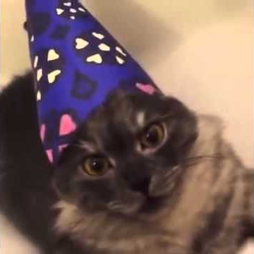 Cattatat