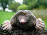 mistermole