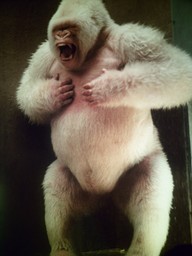 CmdrNikFury