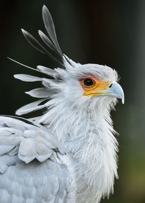 revmonty