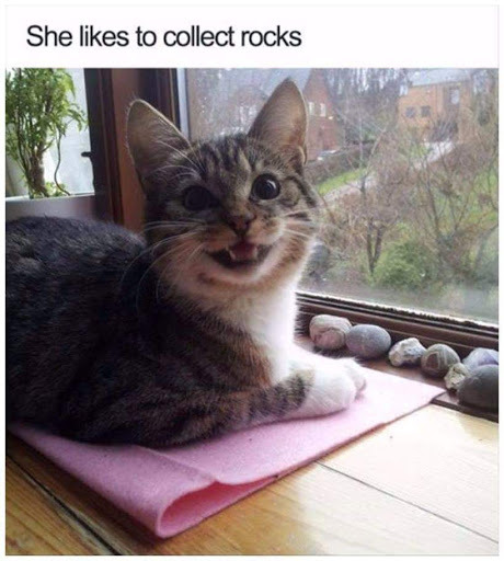 NinjaFairyCat