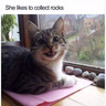 NinjaFairyCat