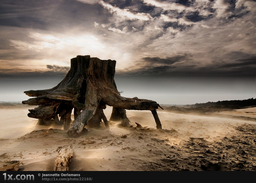 The_Stump