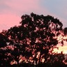 Dawning_Sun