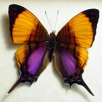 gothicfairies2569