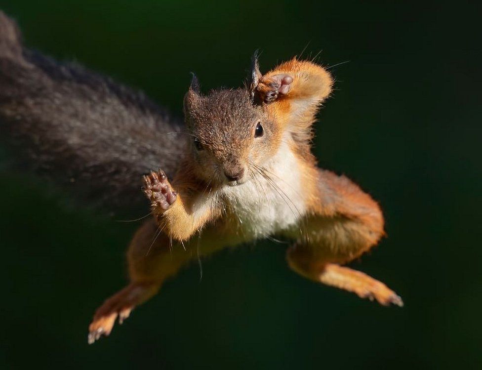 vapidsquirrels