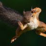 vapidsquirrels