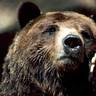 GrumblyBear