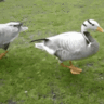 Haggy