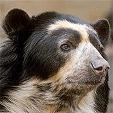 SpectacledBear