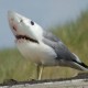 Sharkheart