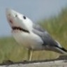 Sharkheart