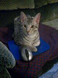AlanRex