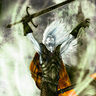 ndadventurer