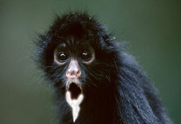 Rabidmonkey