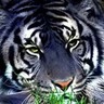 Tigermyst