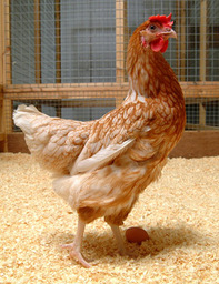 joknatson