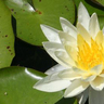 WaterLily