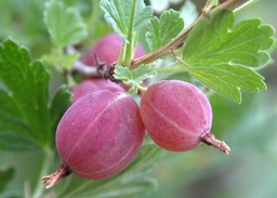 Agent Gooseberry Agent Gooseberry