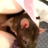 SeeBee