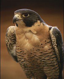 Peregrine_Bjornaer