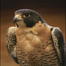 Peregrine_Bjornaer