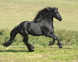 fagurfoli