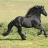 fagurfoli