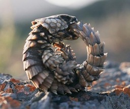 dragonwing82