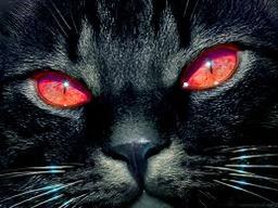 trulyevilkitty