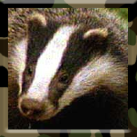 badgerish