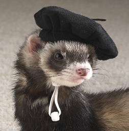 Thefrenchferret