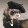 Thefrenchferret
