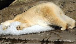 KodiakBear