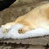 KodiakBear